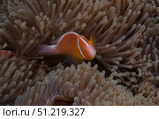 Pink anemonefish in its host anenome, Fiji. Terry Moore/Stocktrek Images/TASS. Стоковое фото, агентство ТАСС / Фотобанк Лори
