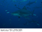 A large bull shark at The Bistro dive site in Fiji. Terry Moore/Stocktrek Images/TASS. Стоковое фото, агентство ТАСС / Фотобанк Лори