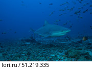 A large bull shark at The Bistro dive site in Fiji. Terry Moore/Stocktrek Images/TASS. Стоковое фото, агентство ТАСС / Фотобанк Лори