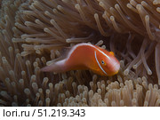 Pink anemonefish in its host anenome, Fiji. Terry Moore/Stocktrek Images/TASS. Стоковое фото, агентство ТАСС / Фотобанк Лори