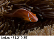 Pink anemonefish in its host anenome, Fiji. Terry Moore/Stocktrek Images/TASS. Стоковое фото, агентство ТАСС / Фотобанк Лори