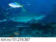 A large bull shark at The Bistro dive site in Fiji. Terry Moore/Stocktrek Images/TASS. Стоковое фото, агентство ТАСС / Фотобанк Лори