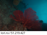 A large red gorgonian sea fan, Beqa Lagoon, Fiji. Terry Moore/Stocktrek Images/TASS. Стоковое фото, агентство ТАСС / Фотобанк Лори
