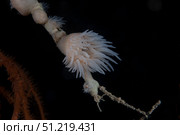 Cup coral polyps hang under a ledge on a reef in Fiji. Terry Moore/Stocktrek Images/TASS. Стоковое фото, агентство ТАСС / Фотобанк Лори