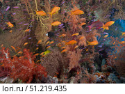 Schooling scalefin anthias fish and soft corals of Beqa Lagoon, Fiji. Terry Moore/Stocktrek Images/TASS. Стоковое фото, агентство ТАСС / Фотобанк Лори