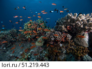 Schooling anthias fish and healthy corals of Beqa Lagoon, Fiji. Terry Moore/Stocktrek Images/TASS. Стоковое фото, агентство ТАСС / Фотобанк Лори