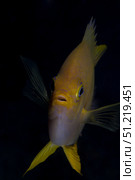 Golden damselfish front view, Fiji. Terry Moore/Stocktrek Images/TASS. Стоковое фото, агентство ТАСС / Фотобанк Лори