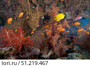 Schooling scalefin anthias fish and soft corals of Beqa Lagoon, Fiji. Terry Moore/Stocktrek Images/TASS. Стоковое фото, агентство ТАСС / Фотобанк Лори