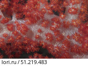 Red tree coral on a Fijian reef. Terry Moore/Stocktrek Images/TASS. Стоковое фото, агентство ТАСС / Фотобанк Лори