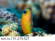 Golden blenny (Ecsenius midas) face, Red Sea, South Sinai, Egypt. VW Pics/Stocktrek Images/TASS. Стоковое фото, агентство ТАСС / Фотобанк Лори