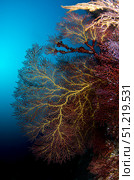 Soft coral and gorgonians on a reef in Sea of Cortez, Baja California, Mexico. VW Pics/Stocktrek Images/TASS. Стоковое фото, агентство ТАСС / Фотобанк Лори
