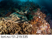 Banded guitarfish (Zapteryx exasperata), Sea of Cortez, Baja California, Mexico. VW Pics/Stocktrek Images/TASS. Стоковое фото, агентство ТАСС / Фотобанк Лори