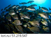 School of burito grunt fish, San Benedicto Island, Pacific Ocean, Mexico. VW Pics/Stocktrek Images/TASS. Стоковое фото, агентство ТАСС / Фотобанк Лори