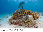 Bottlenose dolphin (Tursiops truncatus), Cozumel, Mexico. VW Pics/Stocktrek Images/TASS. Стоковое фото, агентство ТАСС / Фотобанк Лори