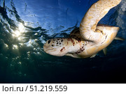 Green sea turtle (Chelonia mydas) in Akumal bay, Mexico. VW Pics/Stocktrek Images/TASS. Стоковое фото, агентство ТАСС / Фотобанк Лори