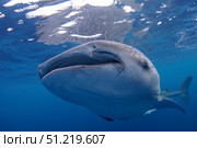 Close-up photo of a whale shark in Cenderawasih Bay, Indonesia. VW Pics/Stocktrek Images/TASS. Стоковое фото, агентство ТАСС / Фотобанк Лори