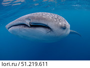 Close-up photo of a whale shark in Cenderawasih Bay, Indonesia. VW Pics/Stocktrek Images/TASS. Стоковое фото, агентство ТАСС / Фотобанк Лори