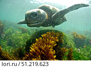 Green sea turtle (Chelonia mydas), Punta Moreno, Isabela Island. Galapagos. VW Pics/Stocktrek Images/TASS. Стоковое фото, агентство ТАСС / Фотобанк Лори