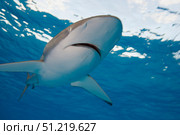 Low angle view of a silky shark  in the Coral Sea. VW Pics/Stocktrek Images/TASS. Стоковое фото, агентство ТАСС / Фотобанк Лори