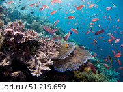 Several species of small schooling fish feeding on plankton above hard corals. VW Pics/Stocktrek Images/TASS. Стоковое фото, агентство ТАСС / Фотобанк Лори
