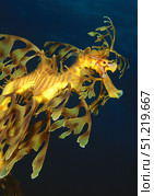 Leafy seadragon mimicking the camouflage of a kelp environment, Australia. VW Pics/Stocktrek Images/TASS. Стоковое фото, агентство ТАСС / Фотобанк Лори