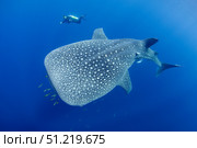 A diver interacts with a whale shark in Cenderawasih Bay, Indonesia. VW Pics/Stocktrek Images/TASS. Стоковое фото, агентство ТАСС / Фотобанк Лори