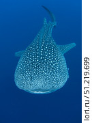 Whale shark, Cenderawasih Bay, Indonesia. VW Pics/Stocktrek Images/TASS. Стоковое фото, агентство ТАСС / Фотобанк Лори