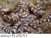 Wunderpus octopus on the sand. VW Pics/Stocktrek Images/TASS. Стоковое фото, агентство ТАСС / Фотобанк Лори