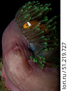 False clown anemonefish in a magnificent sea anemone. VW Pics/Stocktrek Images/TASS. Стоковое фото, агентство ТАСС / Фотобанк Лори