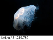 Moon jellyfish (Aurelia aurita). VW Pics/Stocktrek Images/TASS. Стоковое фото, агентство ТАСС / Фотобанк Лори