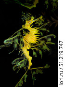 Leafy seadragon (Phycodurus eques). VW Pics/Stocktrek Images/TASS. Стоковое фото, агентство ТАСС / Фотобанк Лори