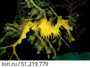 Leafy seadragon (Phycodurus eques). VW Pics/Stocktrek Images/TASS. Стоковое фото, агентство ТАСС / Фотобанк Лори