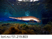 Florida gar, Silver Glen Springs, Florida. VW Pics/Stocktrek Images/TASS. Стоковое фото, агентство ТАСС / Фотобанк Лори