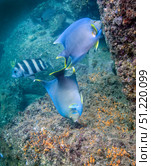 Blue Angelfish feeding on coral and algae with Sheepshead in background. Michael Wood/Stocktrek Images/TASS. Стоковое фото, агентство ТАСС / Фотобанк Лори
