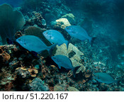 A small school of Bermuda Chub. Michael Wood/Stocktrek Images/TASS. Стоковое фото, агентство ТАСС / Фотобанк Лори