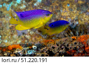 A pair of juvenile Cocoa Damselfish. Michael Wood/Stocktrek Images/TASS. Стоковое фото, агентство ТАСС / Фотобанк Лори