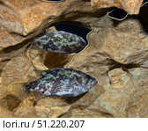 A Shadow Bass hovers motionless at the top of the Morrison Springs cavern. Michael Wood/Stocktrek Images/TASS. Стоковое фото, агентство ТАСС / Фотобанк Лори