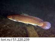 Bowfin (Amia calva) swims the murky freshwater of Blue Springs near Ocala, Florida. Michael Wood/Stocktrek Images/TASS. Стоковое фото, агентство ТАСС / Фотобанк Лори