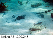 A large Southern Stingray covered in sand, Key Largo, Florida. Michael Wood/Stocktrek Images/TASS. Стоковое фото, агентство ТАСС / Фотобанк Лори