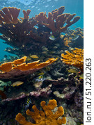 Tropical fish take refuge amongst Elkhorn Coral. Michael Wood/Stocktrek Images/TASS. Стоковое фото, агентство ТАСС / Фотобанк Лори