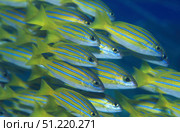 School of bluestripe snapper (Lutjanus kasmira), Bali, Indonesia. VW Pics/Stocktrek Images/TASS. Стоковое фото, агентство ТАСС / Фотобанк Лори