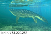 A Late Devonian Period Ichthyostega submerged in a floodplain. Walter Myers/Stocktrek Images/TASS. Стоковое фото, агентство ТАСС / Фотобанк Лори