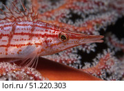 Longnose hawkfish (Oxycirrhites typus), Bali, Indonesia. VW Pics/Stocktrek Images/TASS. Стоковое фото, агентство ТАСС / Фотобанк Лори