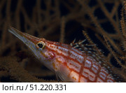 Longnose hawkfish (Oxycirrhites typus), Bali, Indonesia. VW Pics/Stocktrek Images/TASS. Стоковое фото, агентство ТАСС / Фотобанк Лори
