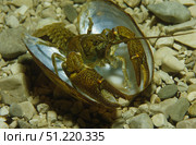 Stone crayfish in a mussel shell. VW Pics/Stocktrek Images/TASS. Стоковое фото, агентство ТАСС / Фотобанк Лори