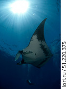 Giant manta ray and scuba diver in San Benedicto Island, Pacific Ocean, Mexico. VW Pics/Stocktrek Images/TASS. Стоковое фото, агентство ТАСС / Фотобанк Лори