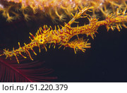 Harlequin ghost pipefish, Bali, Indonesia. VW Pics/Stocktrek Images/TASS. Стоковое фото, агентство ТАСС / Фотобанк Лори
