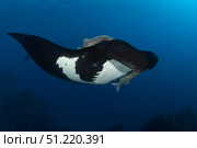 Giant manta ray (Mobula birostris), San Benedicto Island, Mexico. VW Pics/Stocktrek Images/TASS. Стоковое фото, агентство ТАСС / Фотобанк Лори