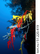 Sea squirt colony, Choppi Point, Farasan Banks, Mar Mar Island north, Saudi Arabia. Morten Beier/Stocktrek Images/TASS. Стоковое фото, агентство ТАСС / Фотобанк Лори