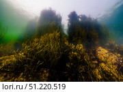 Seaweed at the shoreline in New Hampshire floats during high tide. Jennifer Idol/Stocktrek Images/TASS. Стоковое фото, агентство ТАСС / Фотобанк Лори
